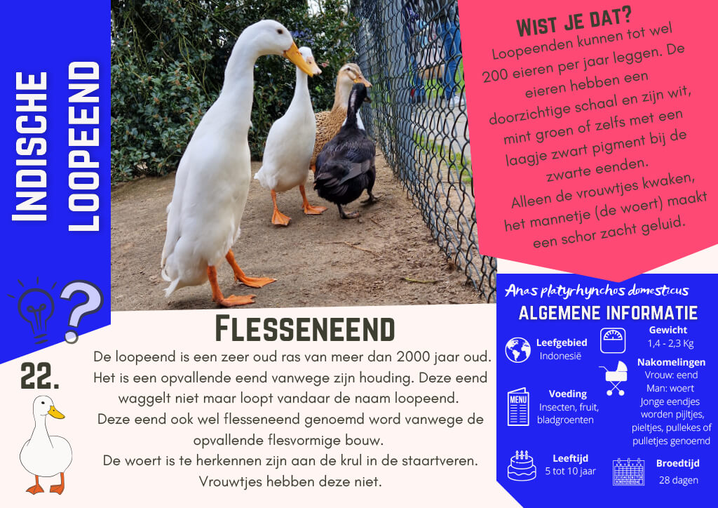 Indische loopeend