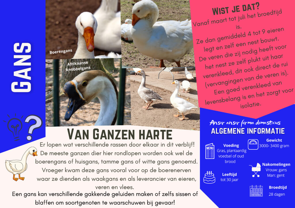 Gans