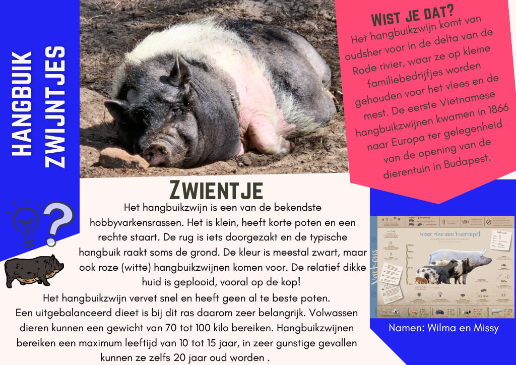 Hangbuik zwijntjes